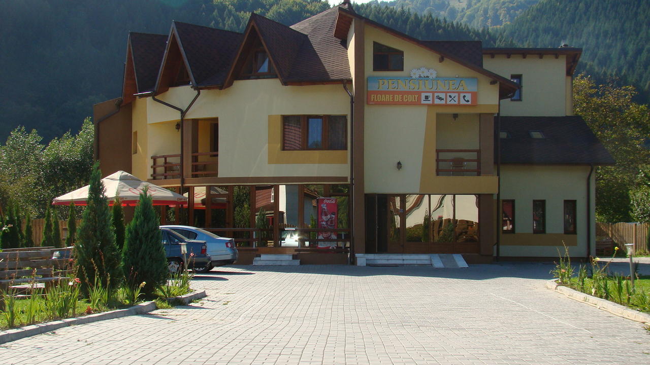 Pensiunea Floare de Colţ Dragoslavele Exterior foto